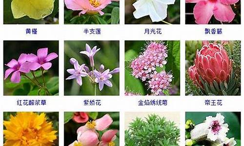 适合做昵称的花名_适合取名字的花名